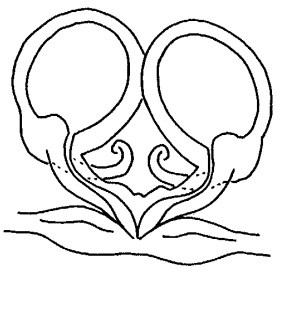 speciesimage