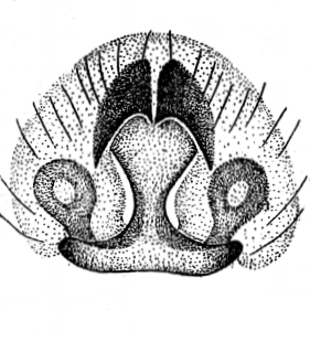 speciesimage
