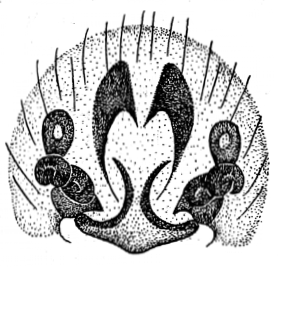 speciesimage