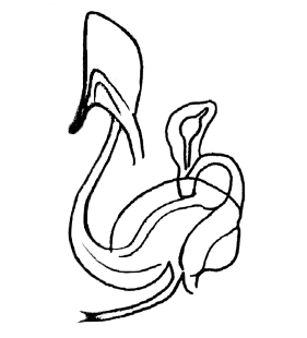 speciesimage