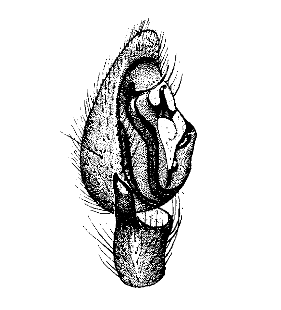 speciesimage
