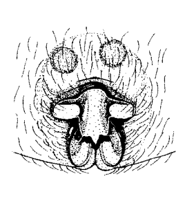 speciesimage