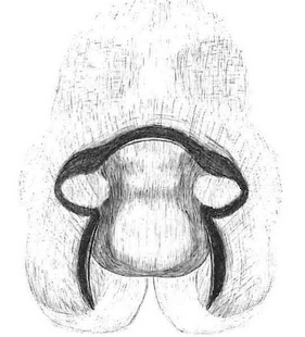 species