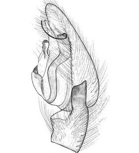 species