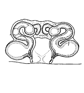 speciesimage