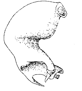 speciesimage