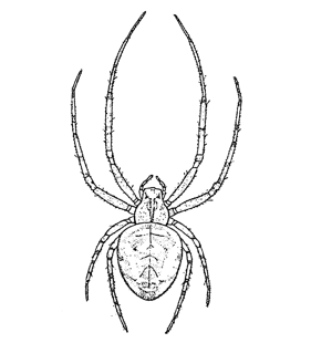 speciesimage