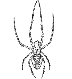 speciesimage
