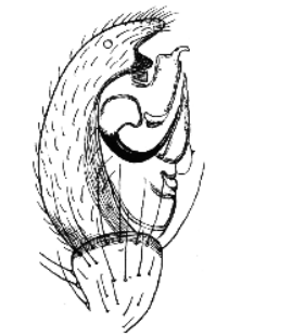 speciesimage