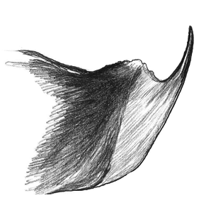 speciesimage
