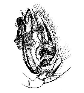 speciesimage