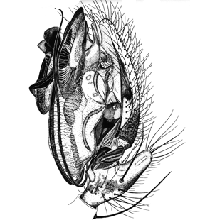 speciesimage