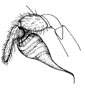 speciesimage