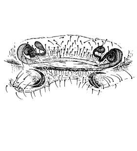 speciesimage
