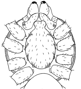 speciesimage