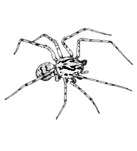 speciesimage