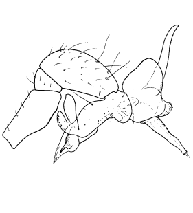 speciesimage