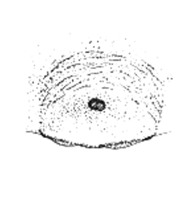 speciesimage