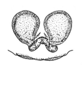 speciesimage