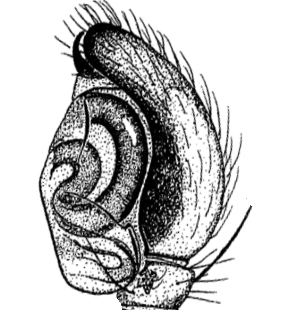 speciesimage