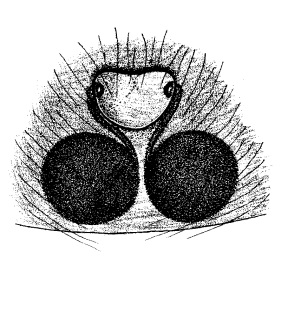 speciesimage