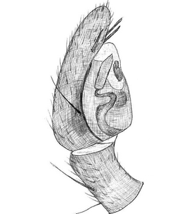 species