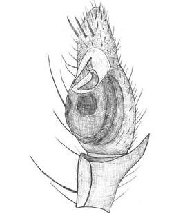 species