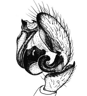 speciesimage