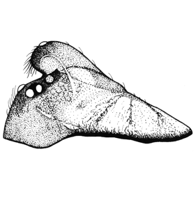 speciesimage
