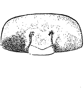 speciesimage