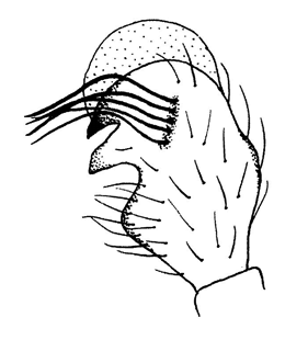 speciesimage