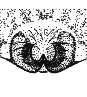 speciesimage