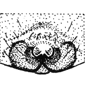 speciesimage
