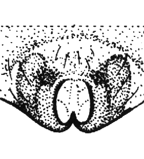 speciesimage