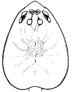 speciesimage