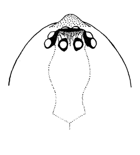 speciesimage