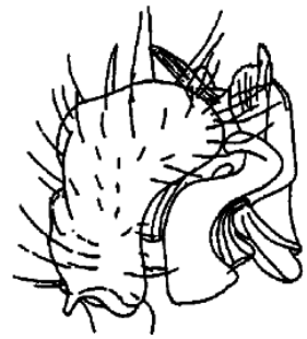 speciesimage
