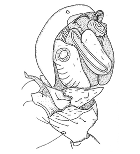 speciesimage