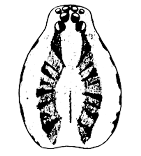speciesimage