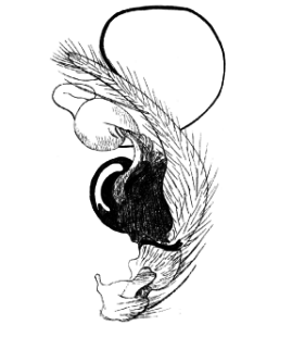 speciesimage