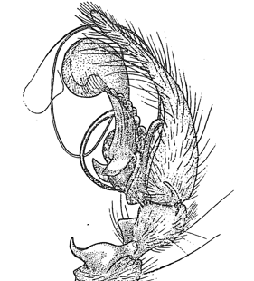 speciesimage