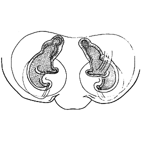 speciesimage