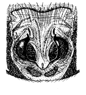 speciesimage