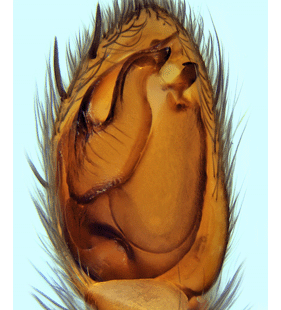 species