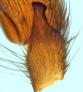 species