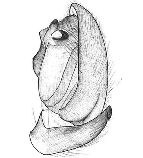 species