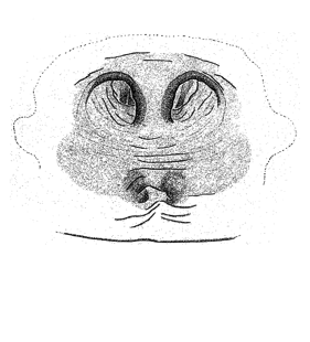 speciesimage