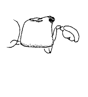 speciesimage