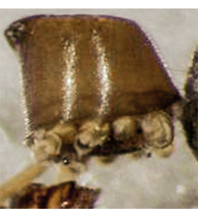 species