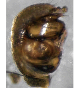 species